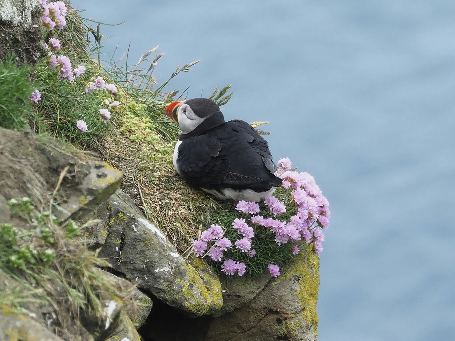 puffin-shetland