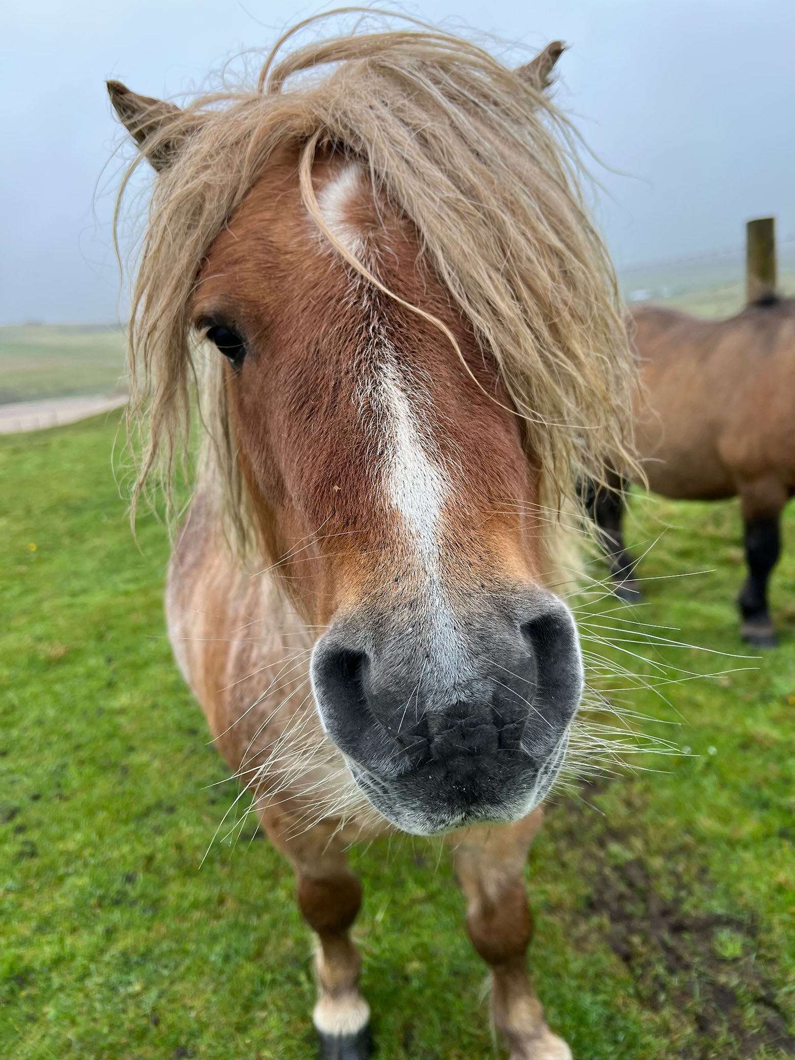 shetland-pony-shetland